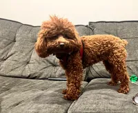 Rosie, a female Miniature Goldendoodle for sale in San Diego, CA – Photo 2 of 3