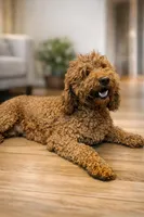 Rosie, a female Miniature Goldendoodle for sale in San Diego, CA – Photo 3 of 3