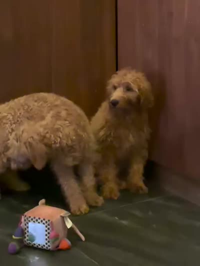 Luke, a male Miniature Goldendoodle for sale in San Diego, CA – 4 of 4