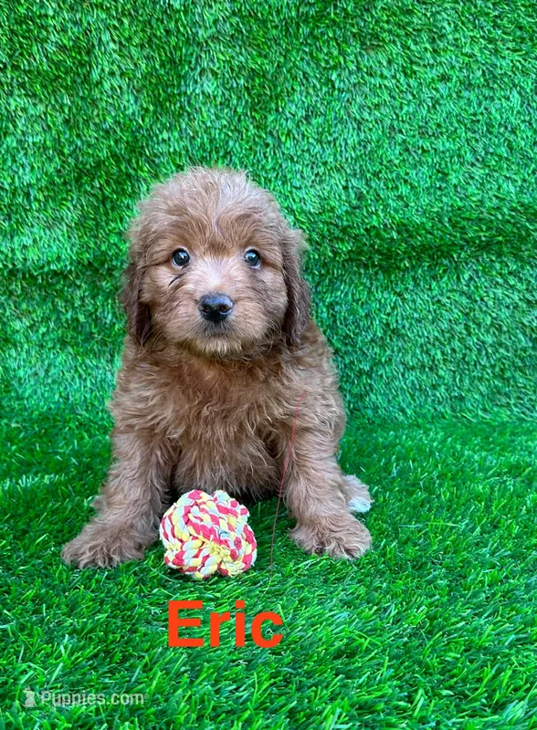 Eric – Miniature Goldendoodle puppy for sale in San Diego, CA