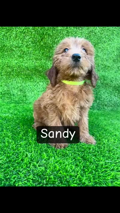 Sandy, a female Miniature Goldendoodle for sale in San Diego, CA – 3 of 3