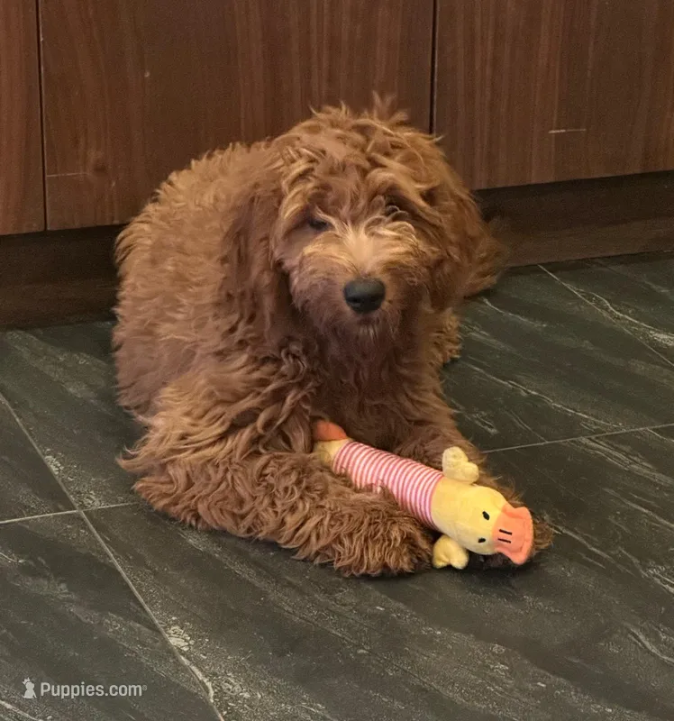 Luke – Miniature Goldendoodle puppy for sale in San Diego, CA