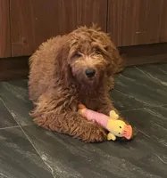 Luke, a male Miniature Goldendoodle for sale in San Diego, CA – 1 of 4
