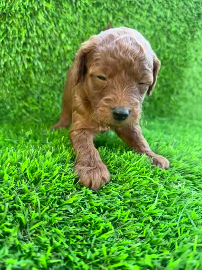Oliver, a male Miniature Goldendoodle for sale in San Diego, CA – 5 of 6