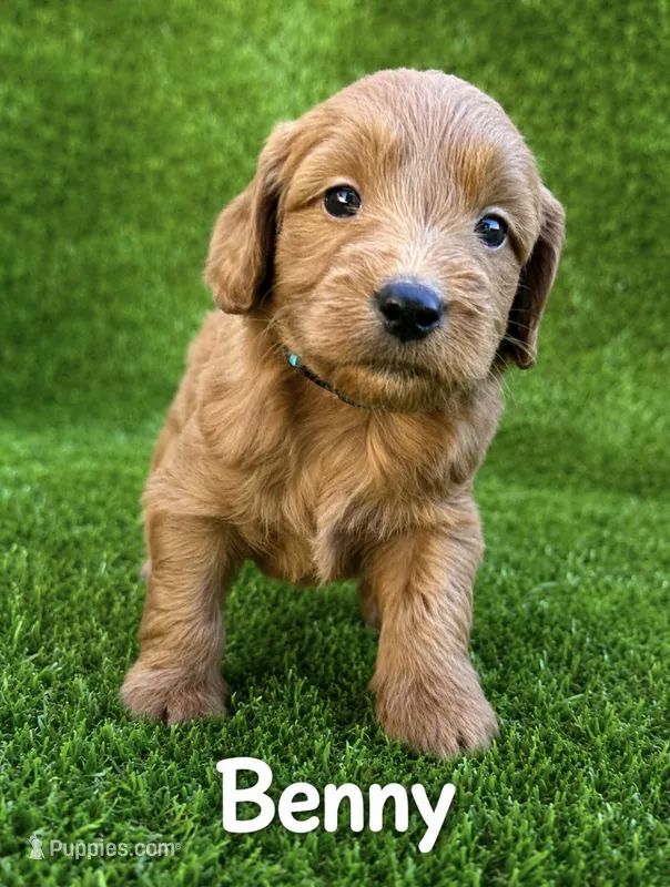 Benny – Miniature Goldendoodle puppy for sale in San Diego, CA