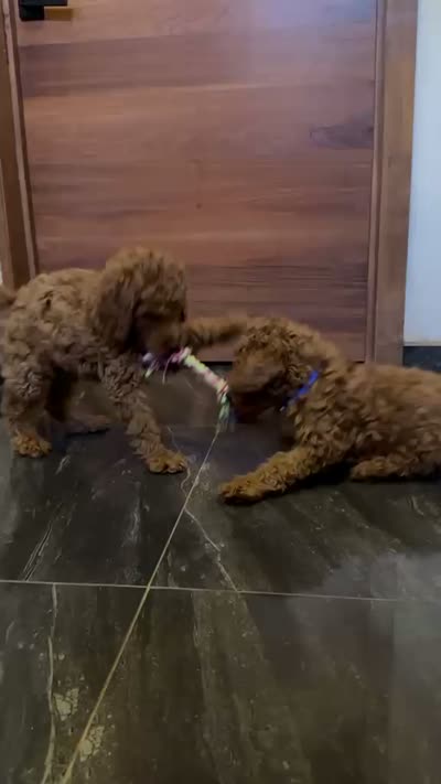 THEO, a male Miniature Goldendoodle for sale in San Diego, CA – 3 of 3
