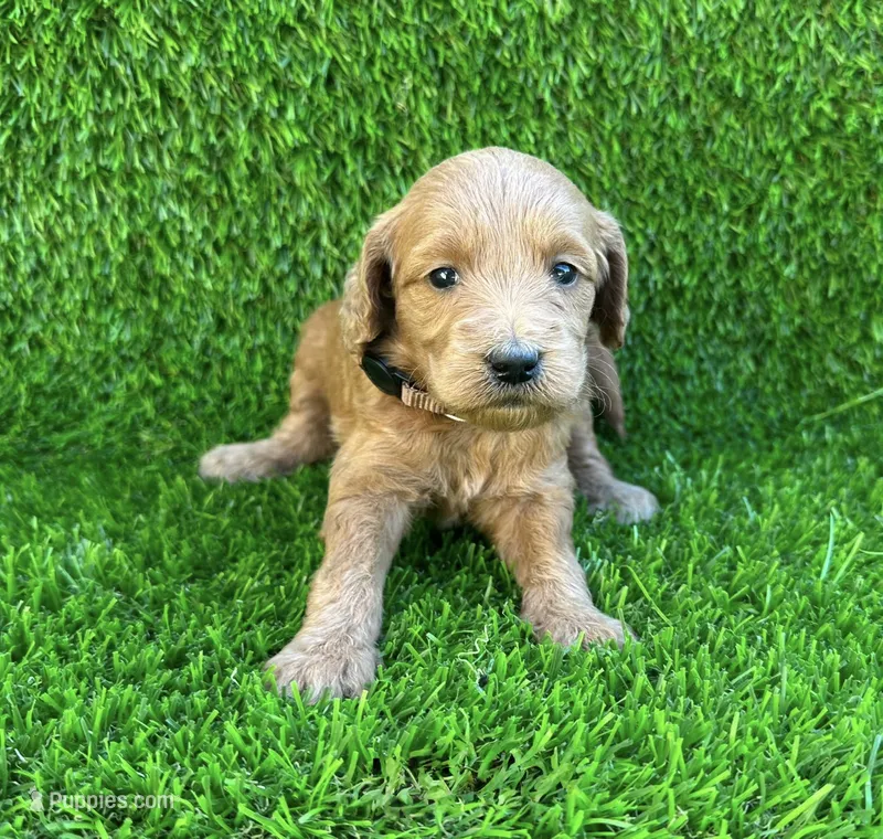 Jay – Miniature Goldendoodle puppy for sale in San Diego, CA