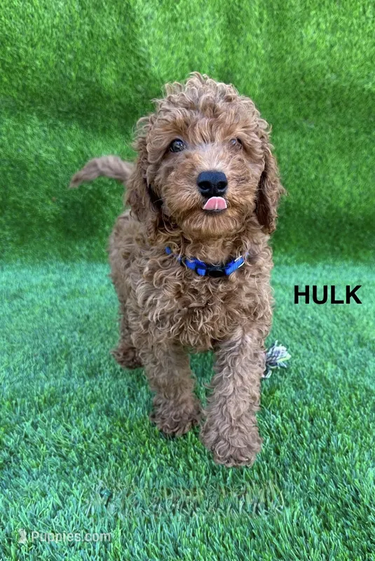 HULK – Miniature Goldendoodle puppy for sale in San Diego, CA