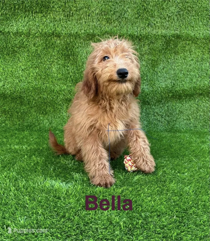 Bella – Miniature Goldendoodle puppy for sale in San Diego, CA