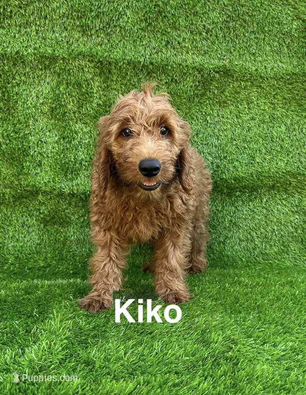 Kiko – Miniature Goldendoodle puppy for sale in San Diego, CA