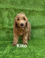 Kiko, a male Miniature Goldendoodle for sale in San Diego, CA – 1 of 2