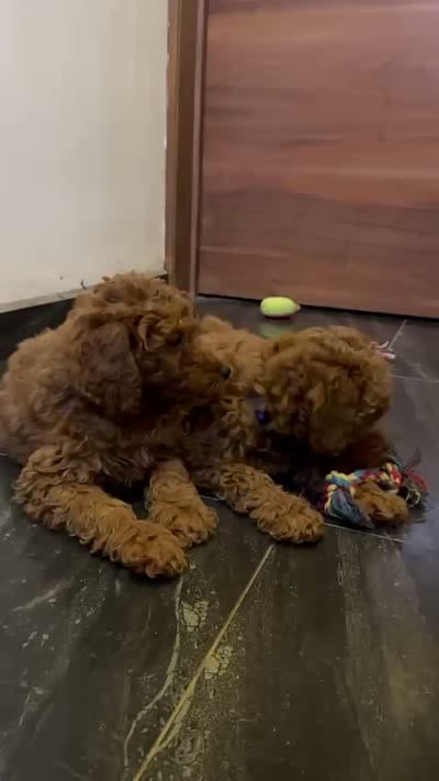 THEO, a male Miniature Goldendoodle for sale in San Diego, CA – 2 of 3
