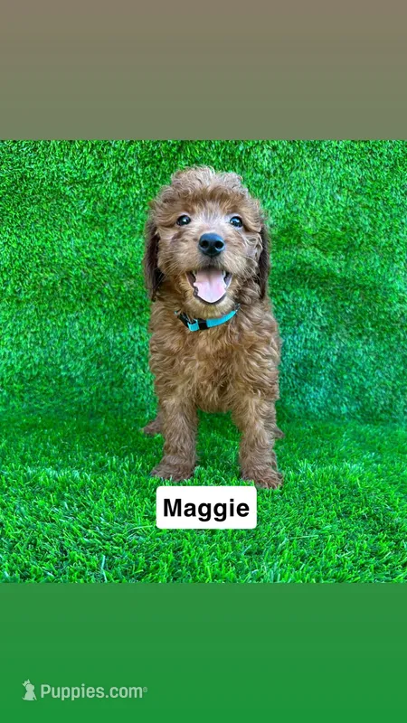 Maggie – Miniature Goldendoodle puppy for sale in San Diego, CA