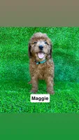 Maggie, a female Miniature Goldendoodle for sale in San Diego, CA – 1 of 7
