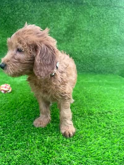 Maggie, a female Miniature Goldendoodle for sale in San Diego, CA – 3 of 7