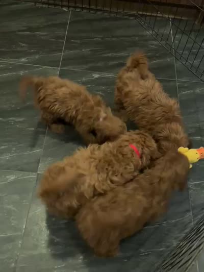 Jasmine, a  Miniature Goldendoodle for sale in San Diego, CA – 6 of 6