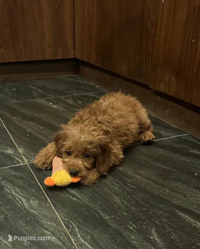 Aurora – Miniature Goldendoodle puppy for sale in San Diego, CA