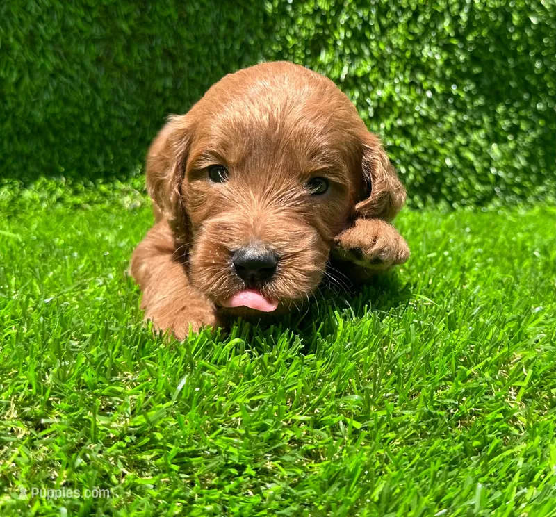 Oliver – Miniature Goldendoodle puppy for sale in San Diego, CA