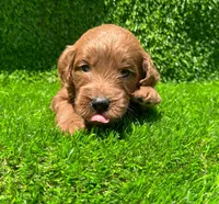 Oliver, a male Miniature Goldendoodle for sale in San Diego, CA – 4 of 6