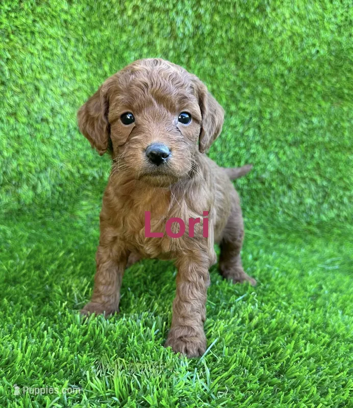 Lori – Miniature Goldendoodle puppy for sale in San Diego, CA