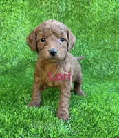 Lori, a female Miniature Goldendoodle for sale in San Diego, CA – 3 of 6