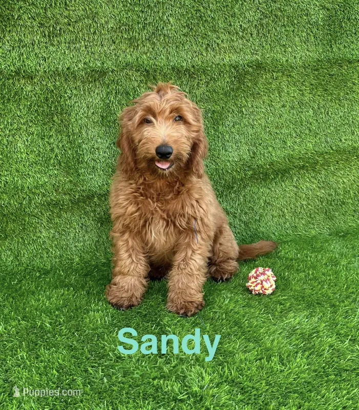 Sandy – Miniature Goldendoodle puppy for sale in San Diego, CA