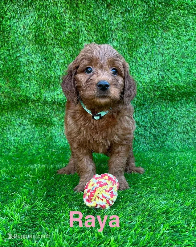 Raya – Miniature Goldendoodle puppy for sale in San Diego, CA