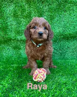 Raya, a female Miniature Goldendoodle for sale in San Diego, CA – 1 of 1
