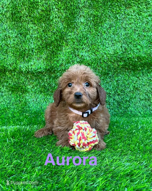 Aurora – Miniature Goldendoodle puppy for sale in San Diego, CA