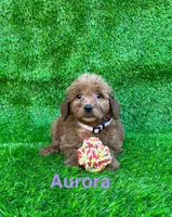 Aurora, a female Miniature Goldendoodle for sale in San Diego, CA – 1 of 1