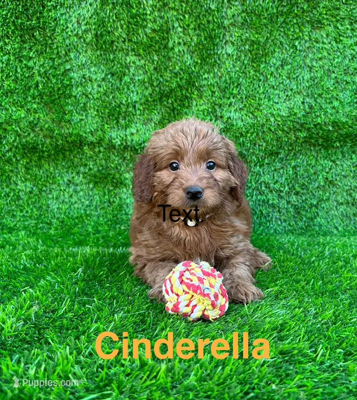 Cinderella – Miniature Goldendoodle puppy for sale in San Diego, CA