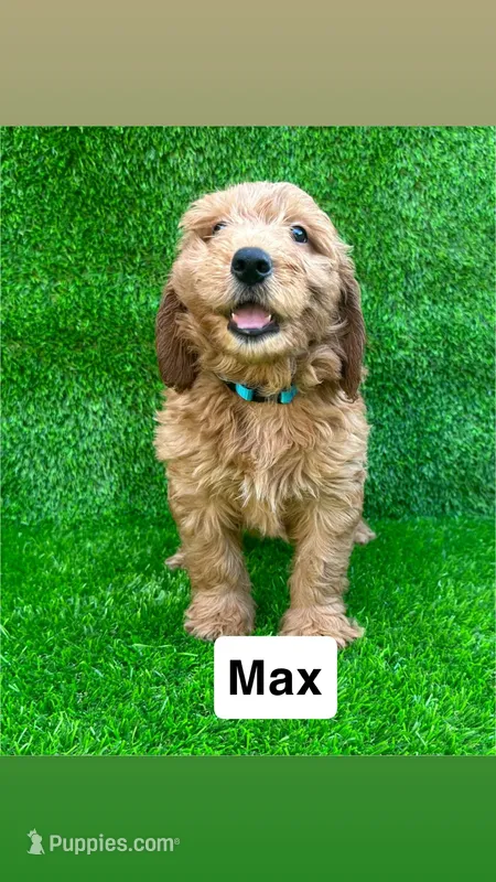 max – Miniature Goldendoodle puppy for sale in San Diego, CA