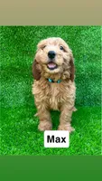 max, a male Miniature Goldendoodle for sale in San Diego, CA – 1 of 6