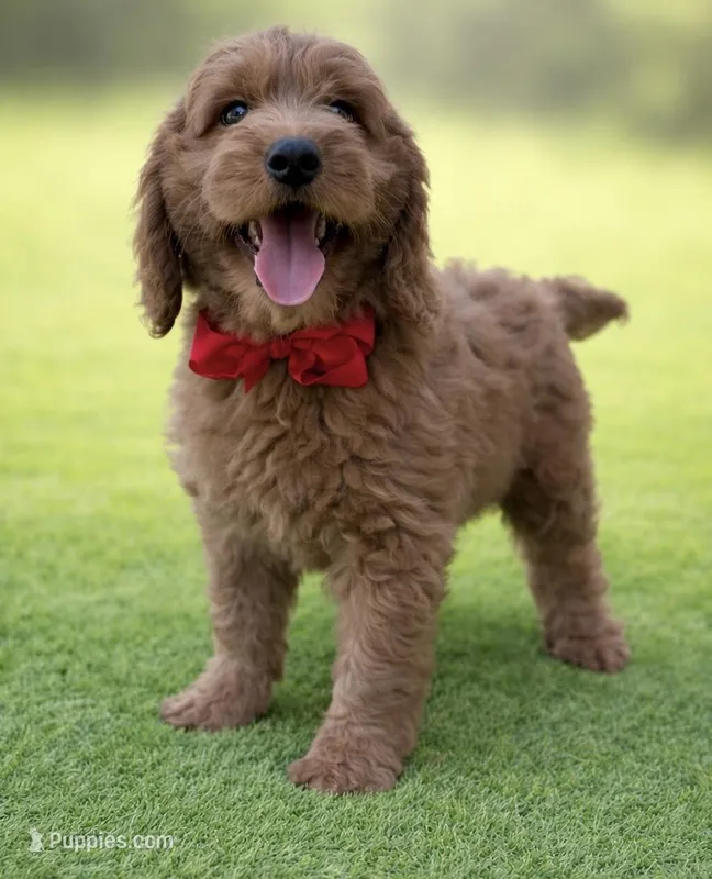 Moose – Miniature Goldendoodle puppy for sale in San Diego, CA