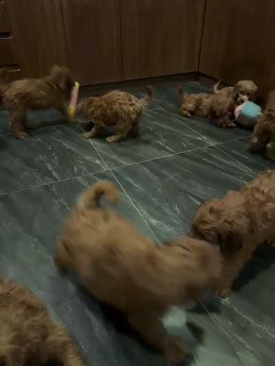Adam, a male Miniature Goldendoodle for sale in San Diego, CA – 6 of 6