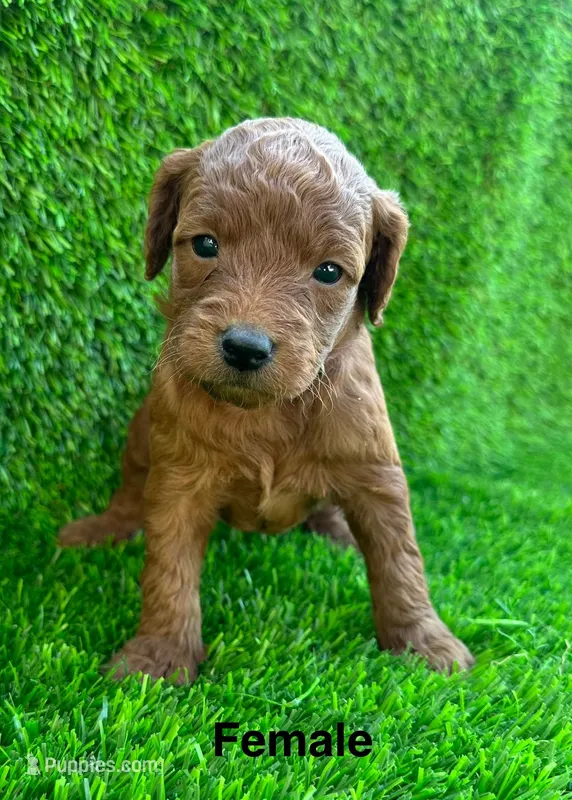 Lori – Miniature Goldendoodle puppy for sale in San Diego, CA