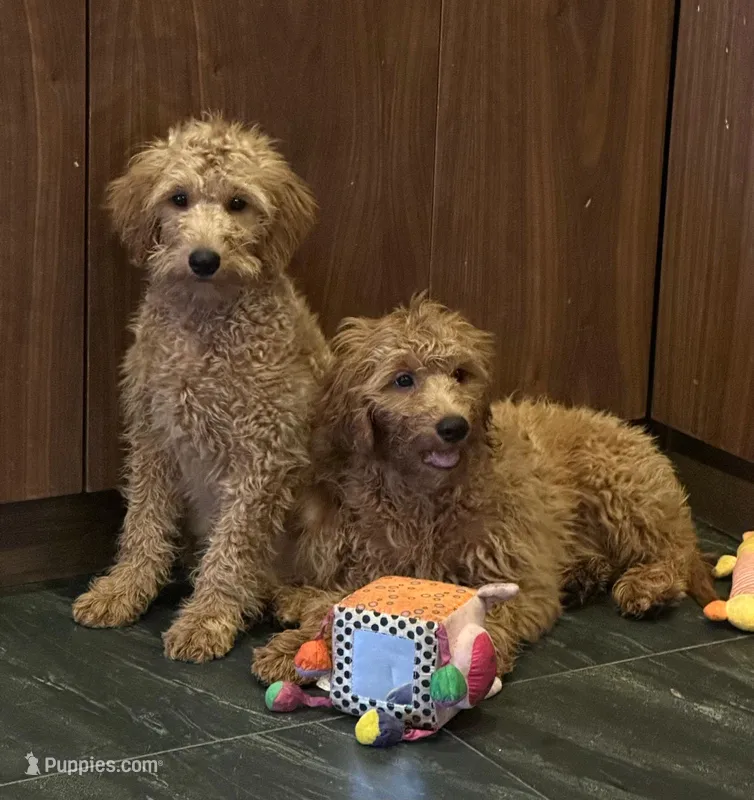 Lulu – Miniature Goldendoodle puppy for sale in San Diego, CA