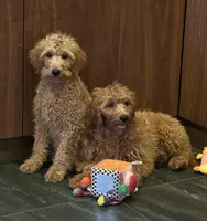 Lulu, a female Miniature Goldendoodle for sale in San Diego, CA – 1 of 3