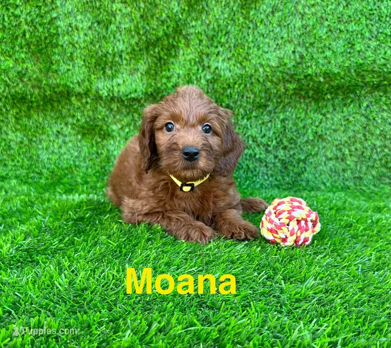 Moana – Miniature Goldendoodle puppy for sale in San Diego, CA