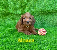 Moana, a male Miniature Goldendoodle for sale in San Diego, CA – 1 of 1