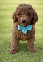 Daisy, a female Miniature Goldendoodle for sale in San Diego, CA – Photo 1 of 3