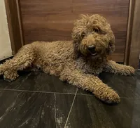 Daisy, a female Miniature Goldendoodle for sale in San Diego, CA – Photo 3 of 3