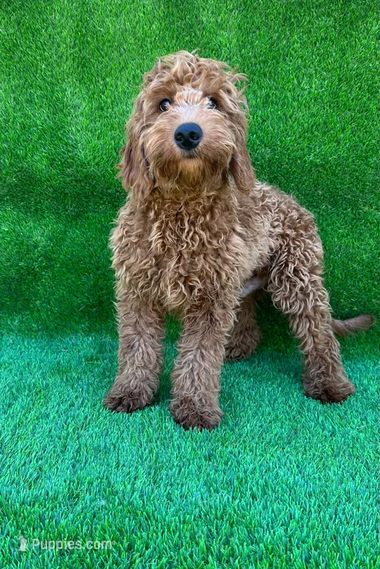 Kiko – Miniature Goldendoodle puppy for sale in San Diego, CA