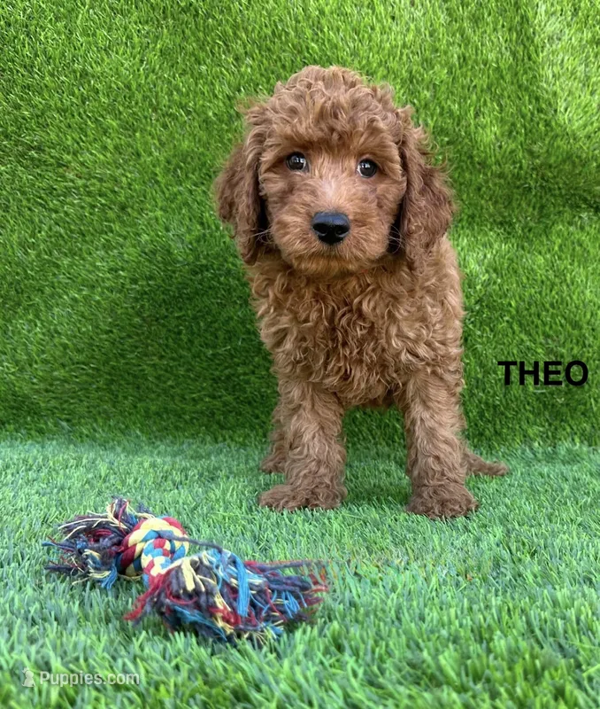 THEO – Miniature Goldendoodle puppy for sale in San Diego, CA