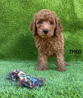 THEO, a male Miniature Goldendoodle for sale in San Diego, CA – 1 of 3