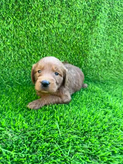 Maggie, a female Miniature Goldendoodle for sale in San Diego, CA – 5 of 7