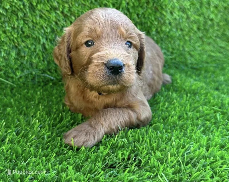 Luke – Miniature Goldendoodle puppy for sale in San Diego, CA