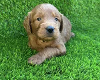Luke, a male Miniature Goldendoodle for sale in San Diego, CA – 1 of 1