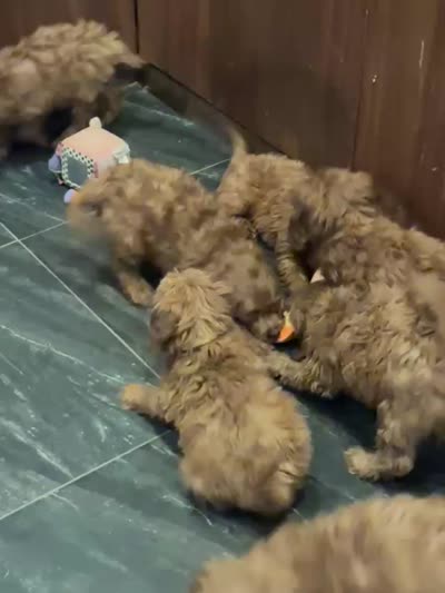 Jasmine, a  Miniature Goldendoodle for sale in San Diego, CA – 5 of 6
