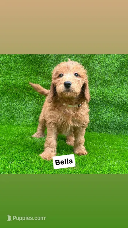 Bella – Miniature Goldendoodle puppy for sale in San Diego, CA